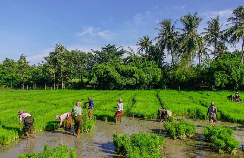 rice-farming-810x524